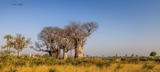 Seba - Baobab Seba - Baobab